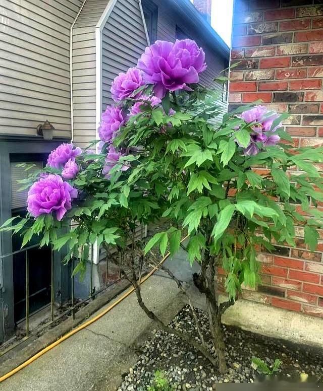 百年牡丹象征家族记忆，绽放时承载时光印记～ 