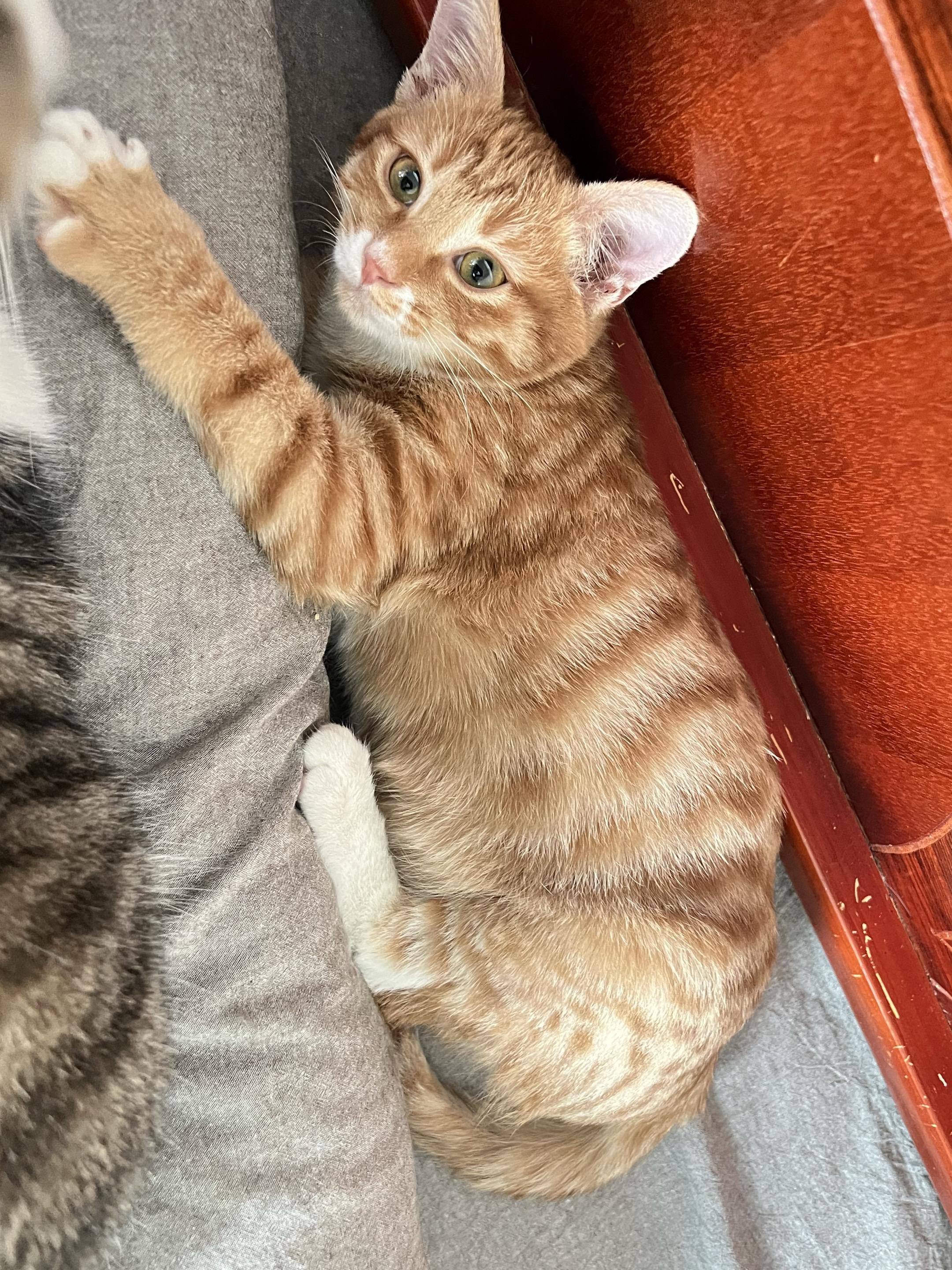 养大一只猫猫需要花费很多爱和心血。