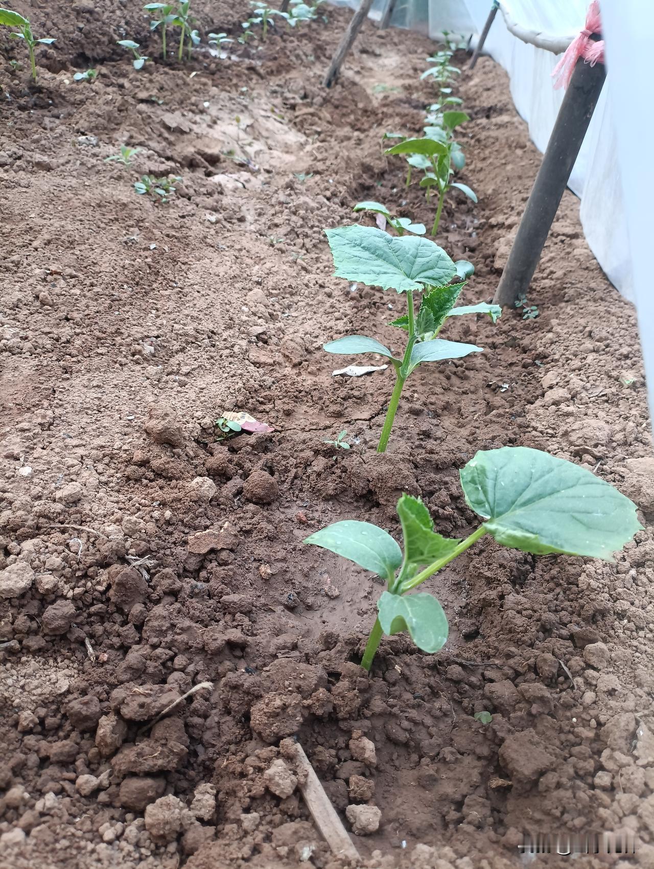 春分一过，气温慢慢回暖，每年这个时候，我第一件农活就是忙着黄瓜育苗。
 
就地取