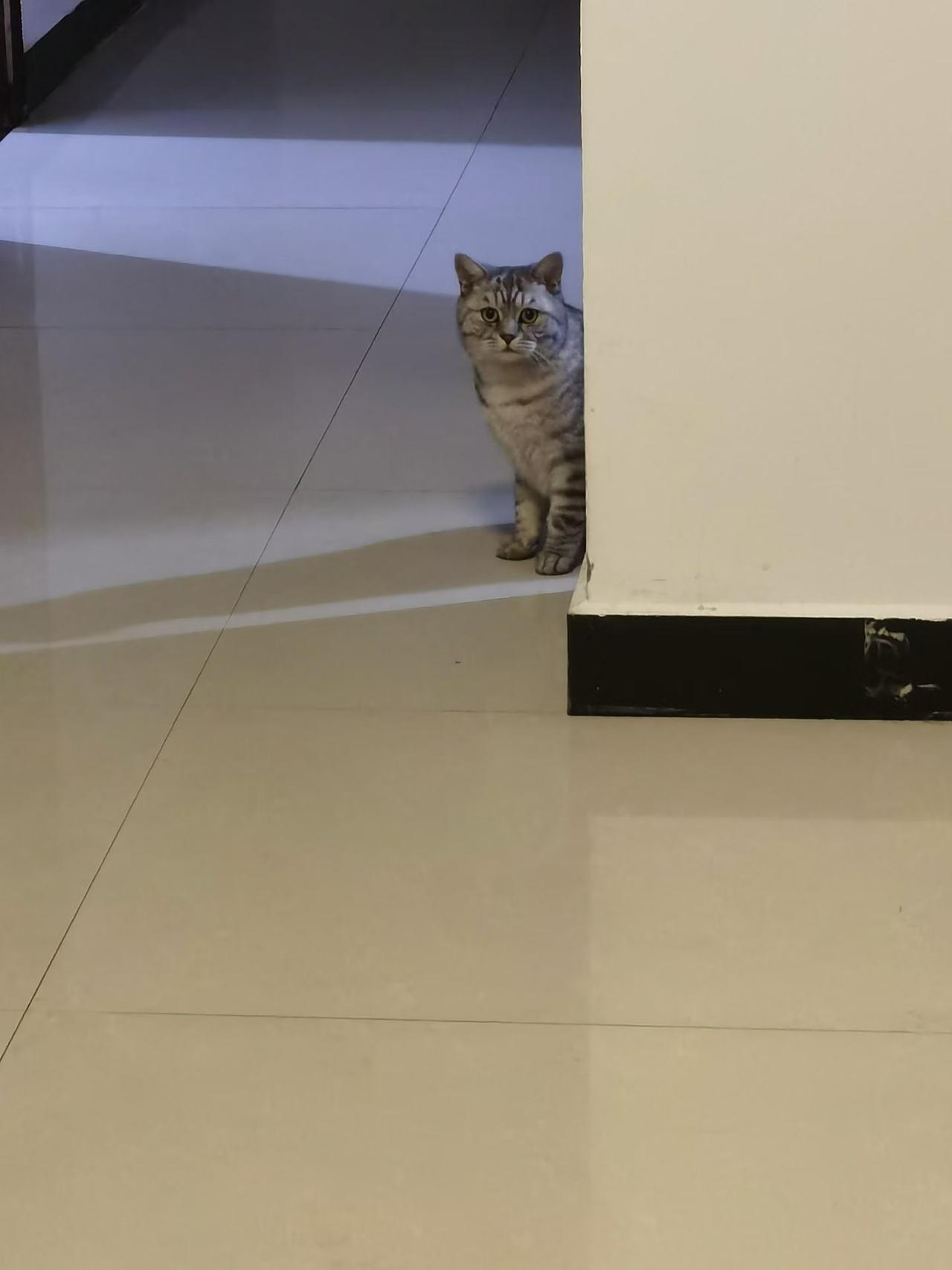 啥是“足球”
中国有足球运动员
没有足球