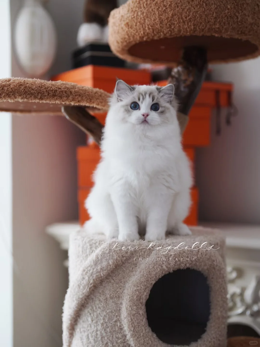 这是我最近最喜欢的猫爬架🪵