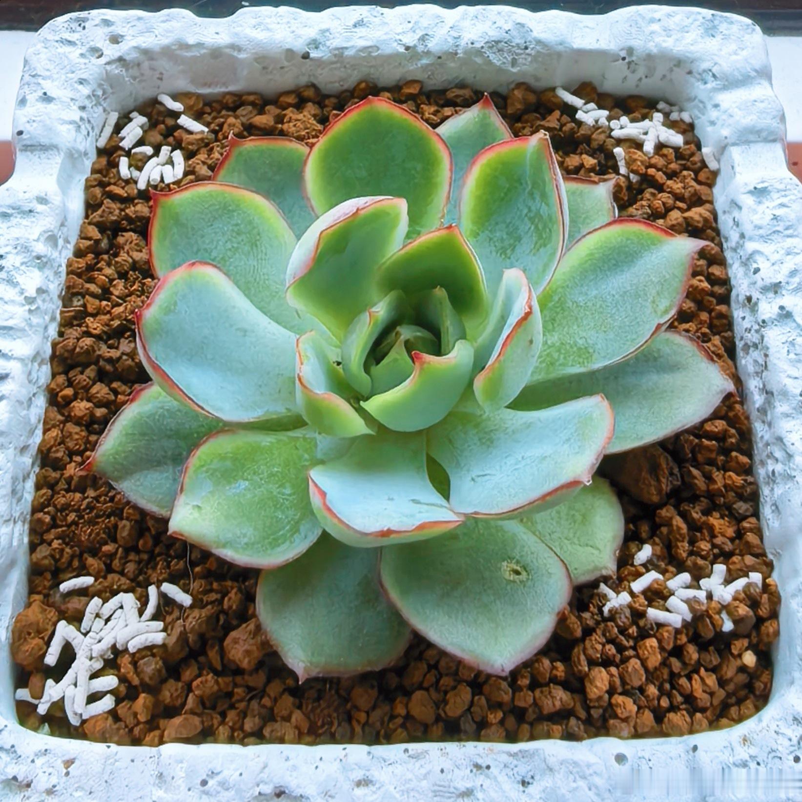 说是大夏天的，不好种多肉的，但是我吧，突然想种了呢。反正刚种好，反正还没亖，赶紧