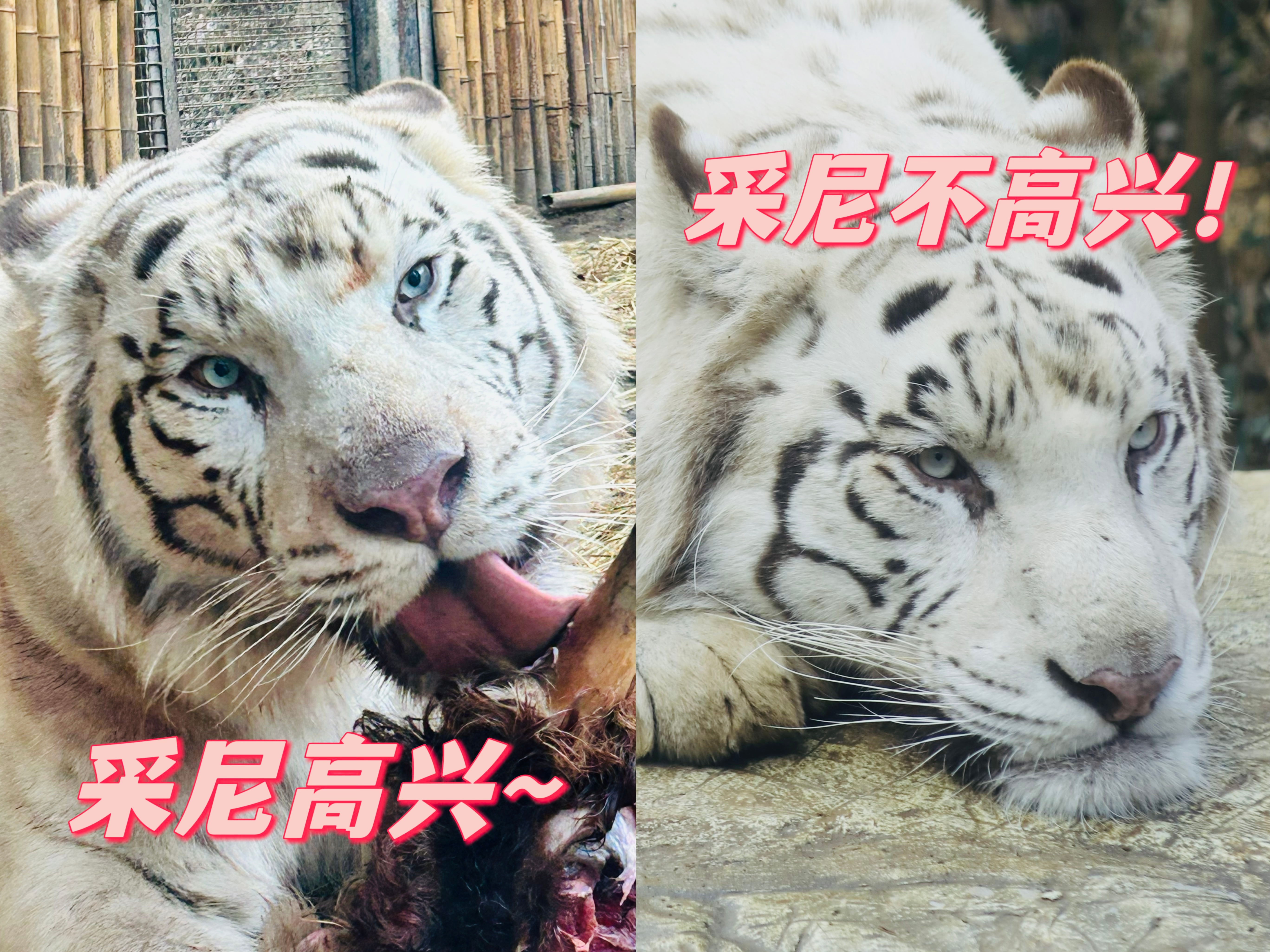 实在没想到2024年老虎吃生肉还能被网暴我真的笑死。[苦涩] ​​​