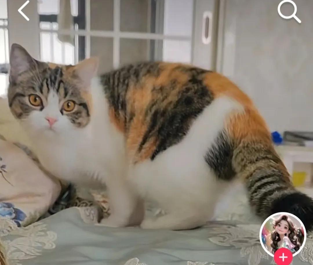 别人家的小猫长得怪好的。真招人稀罕！