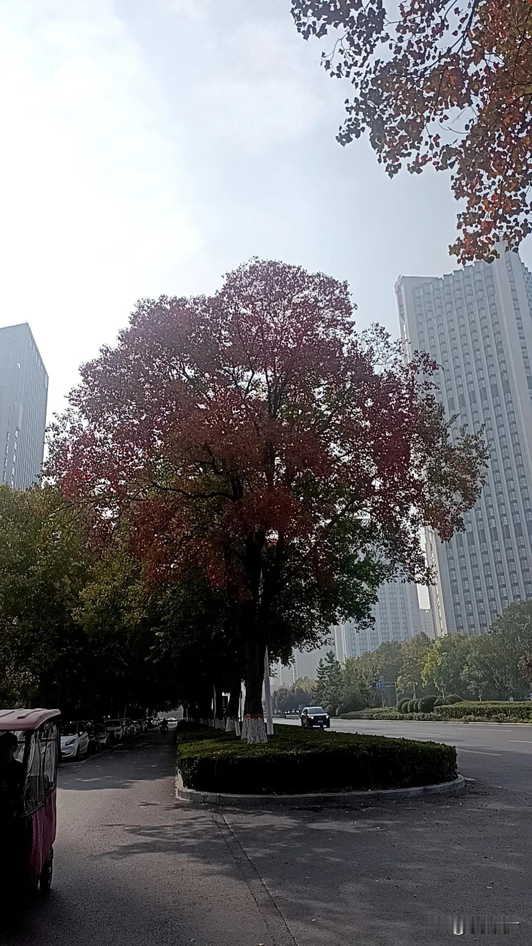 红树秋叶，大街小巷都充满了秋天的景象……下班路上随拍。
#秋日生活记录#