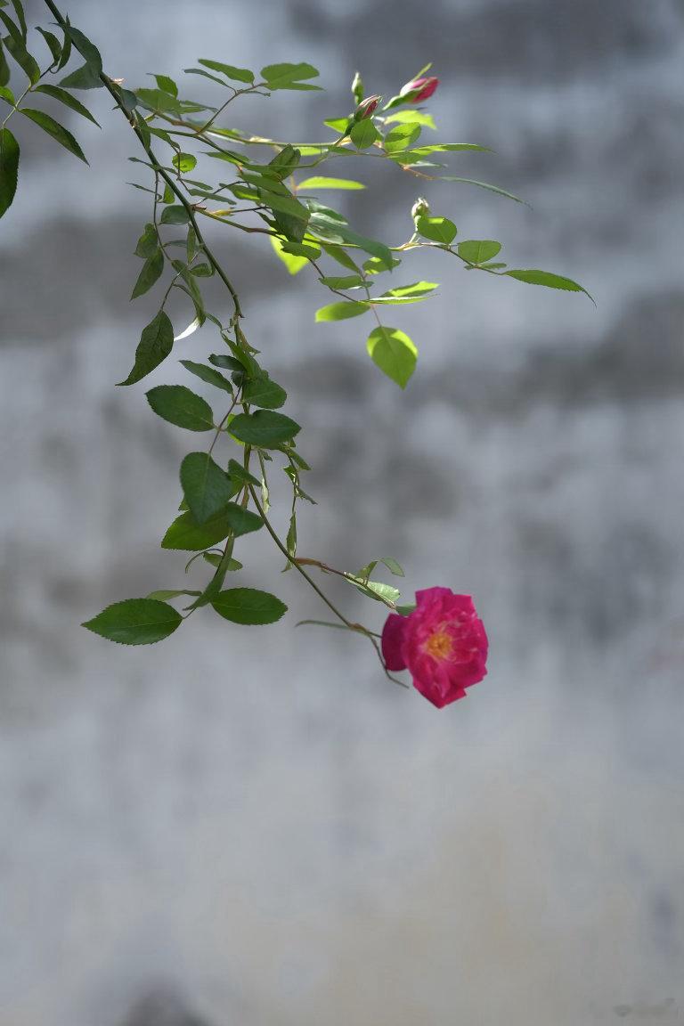 苏州艺圃的蔷薇，是藏在苏式园林里的春日限定浪漫。玫红花枝顺着白墙与雕花窗棂攀援，
