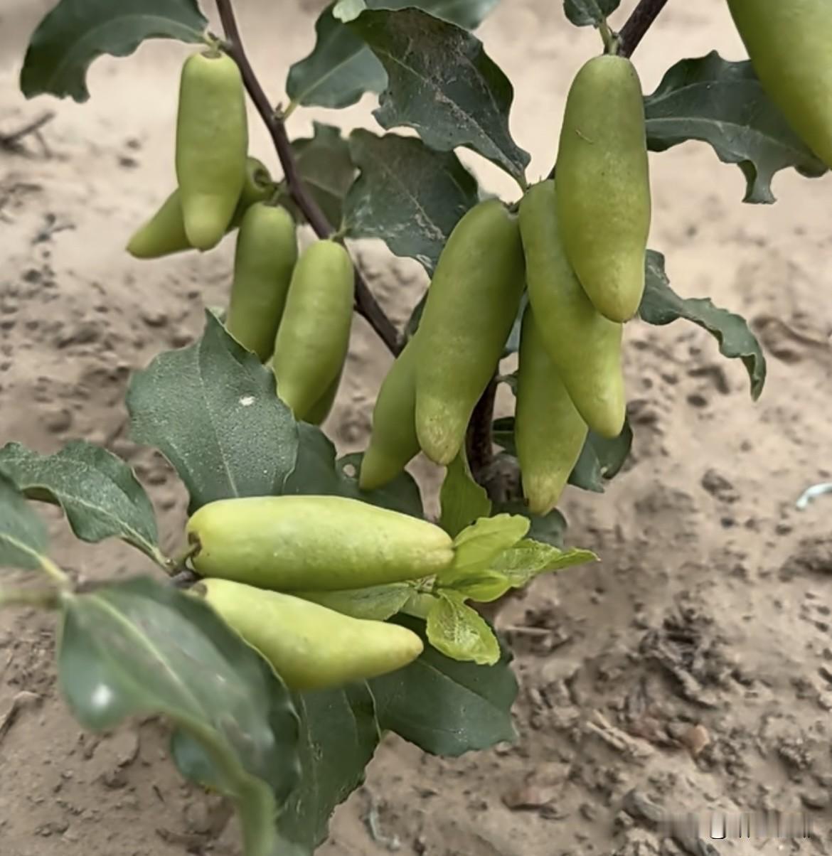 下联：
   上联：湖南湖对湖对湖
   下联：广东广西广连广