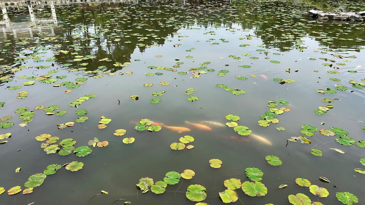 叶动方知鱼归来，
荷池观鱼最悠然。