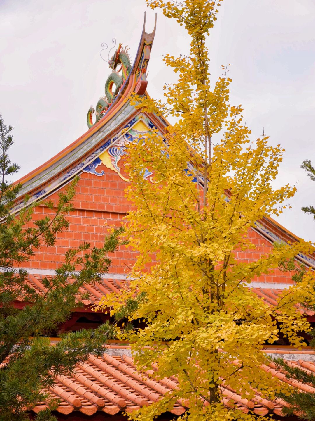 再过一个月🍂泉州承天寺银杏叶子要黄了