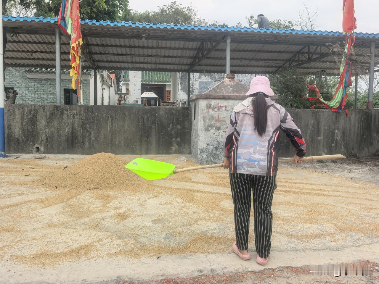 农村收稻谷季节

又是一年秋收时，闻到稻香，DNA突然动了。

昨天在恵州，看看