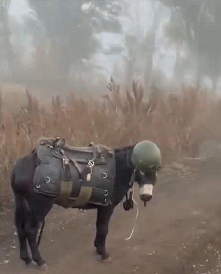 俄军“战驴”运输队，已经出现在俄乌前线！毛驴运输比较好，一次可以运输1个步兵小组
