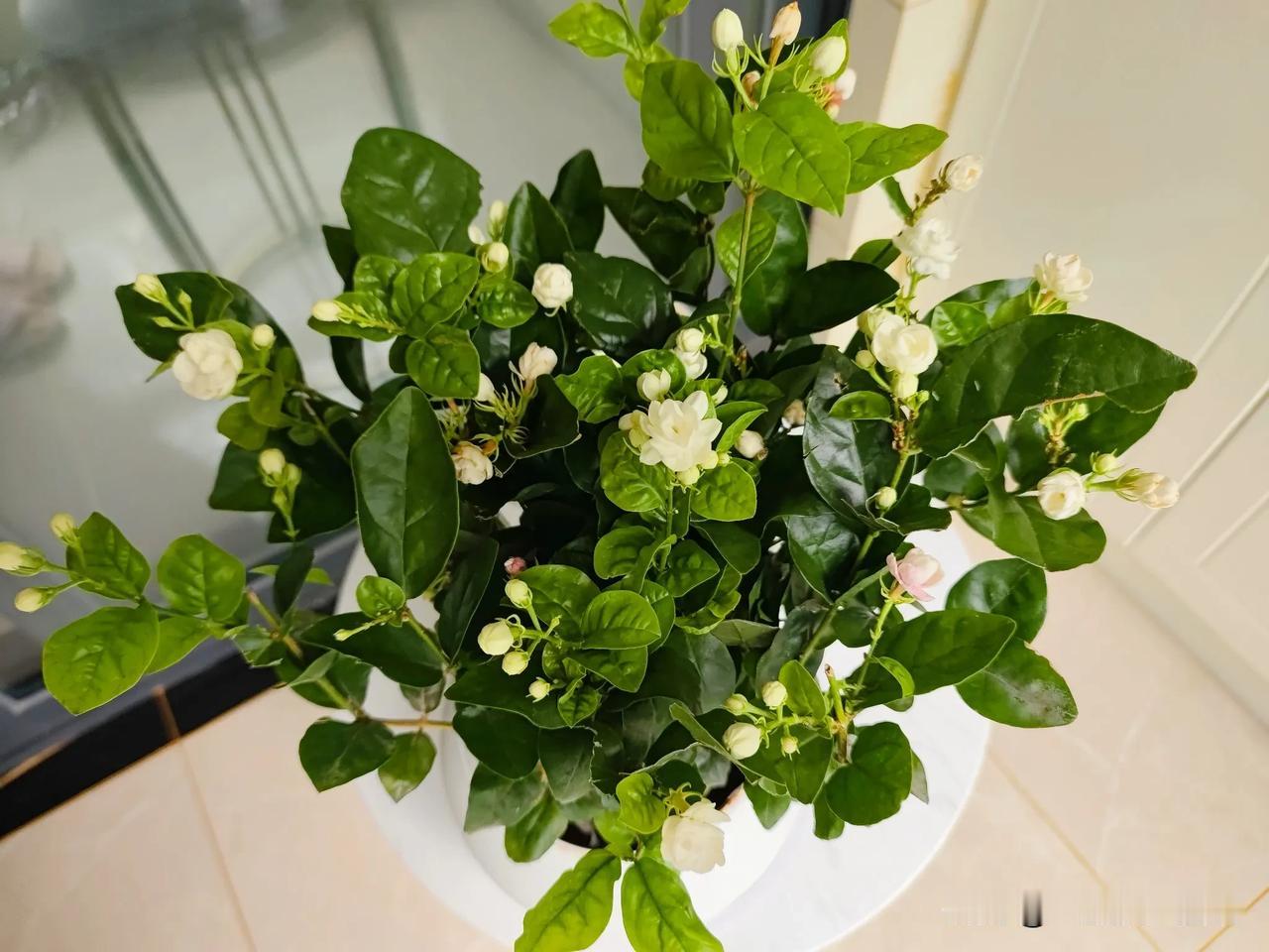 #宝藏兴趣攻略#茉莉花几天功夫就又开了好几朵，每天晒太阳，浇水长的就快，家里已经