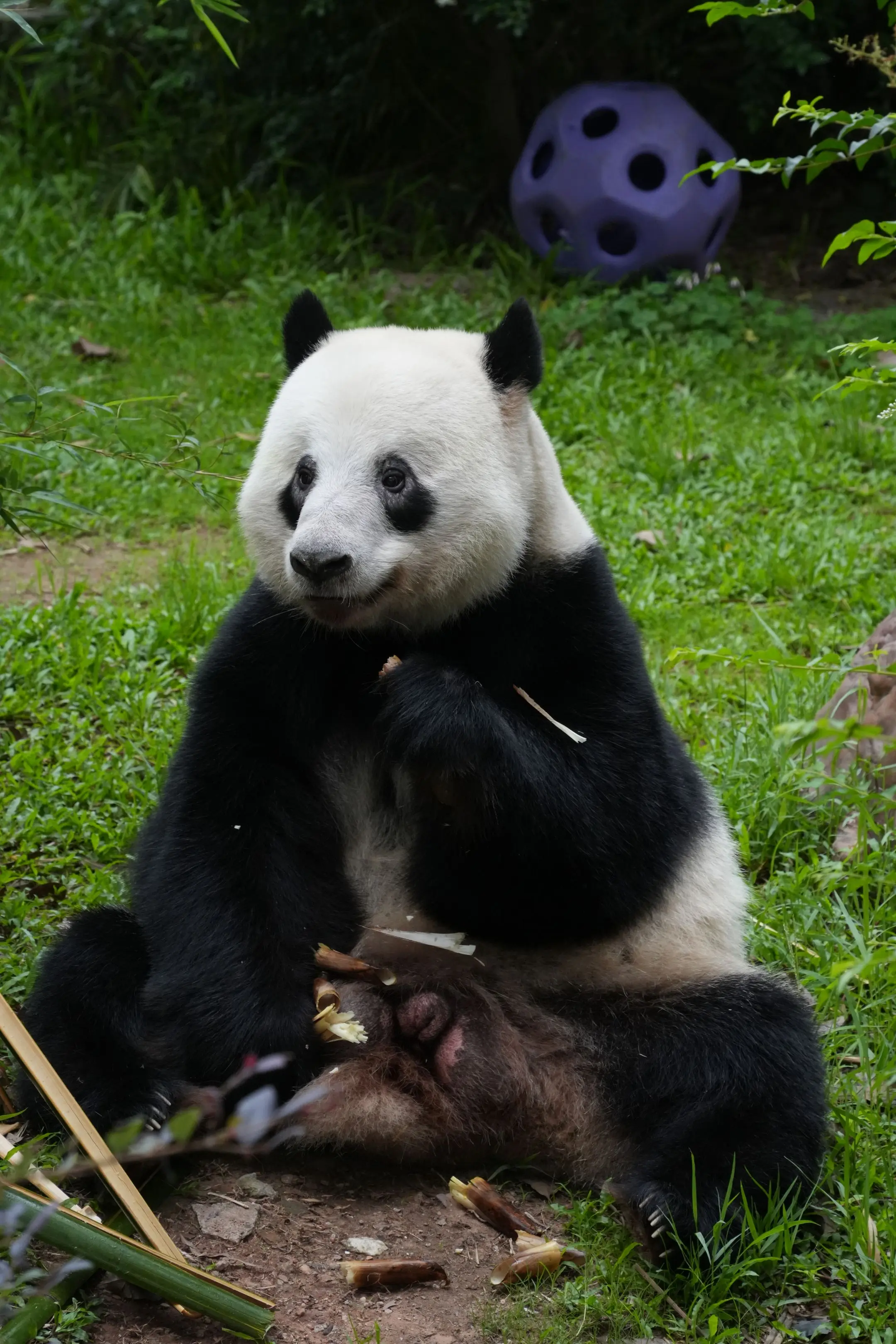 我也不知道什么时候会腻。我只知道，今天看到睡着的星一，被自己脚边的竹叶...