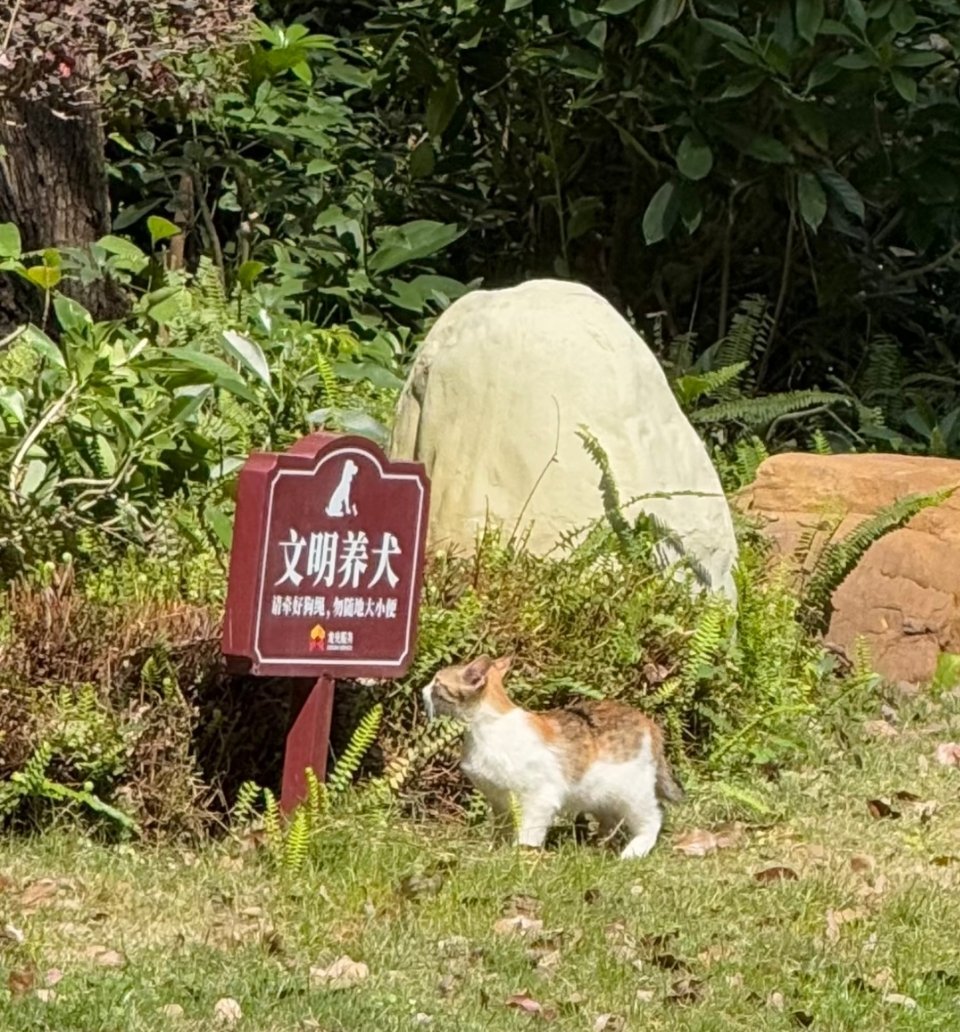 猫猫：啥意思？ 