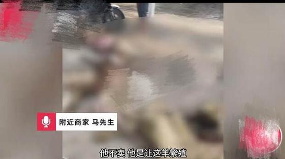 河北沧州任丘，男子赶着50只羊在国道逆行，迎面冲来一辆大货车，直接撞死20多只羊