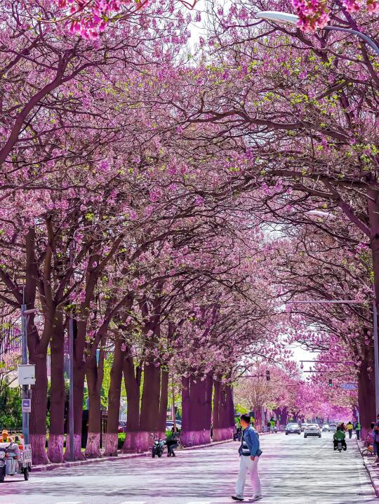 京城4月赏花顶流💥仿佛穿越紫色时空隧道