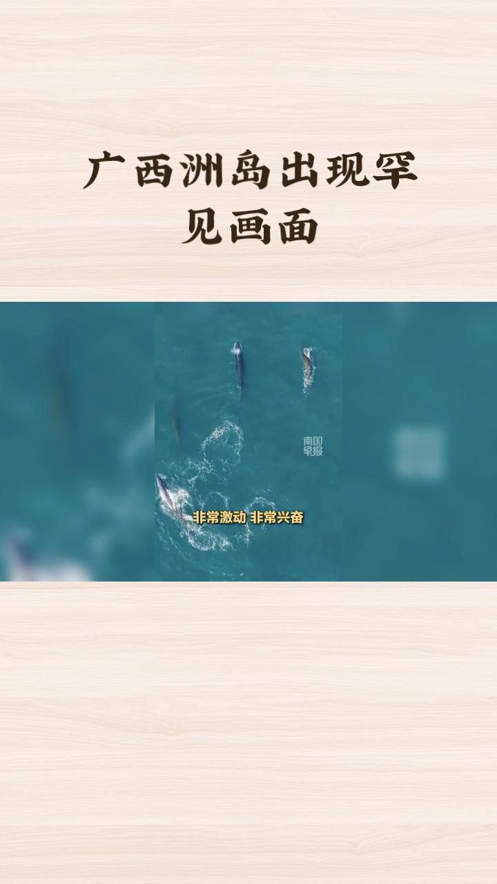 广西涠洲岛近日出现罕见画面，四头布氏鲸集体现身，引发广泛关注。这一现象背后隐藏着