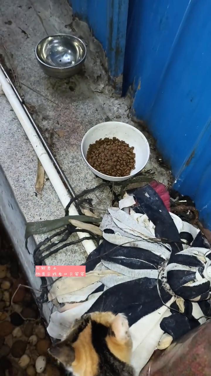猫粮为什么不能扔地上？
千万不要为了图省事抓一把猫粮扔地上就喂流浪猫。流浪猫吃了