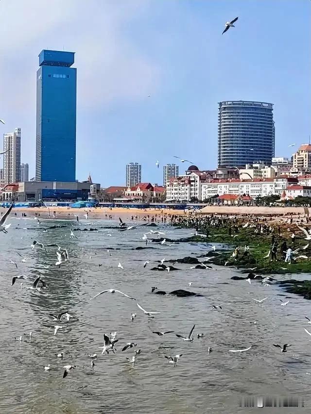 大海的呼唤，海鸥在飞翔。

青岛海边掠影～～自由飞翔的海鸥