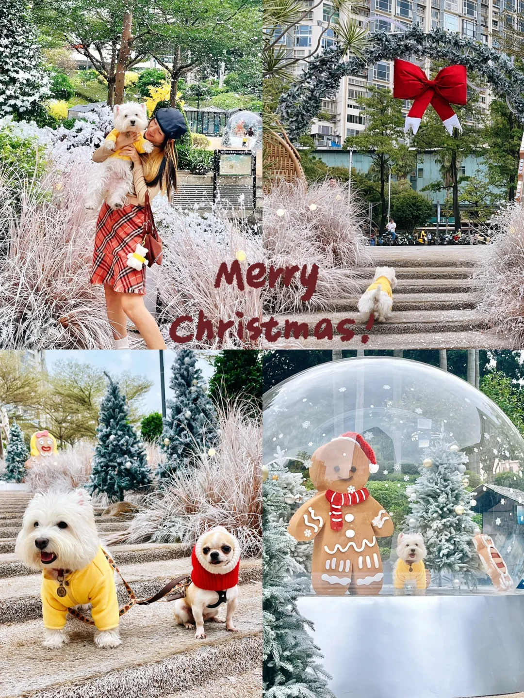 在厦门实现带小狗看雪啦！今年在这里过圣诞