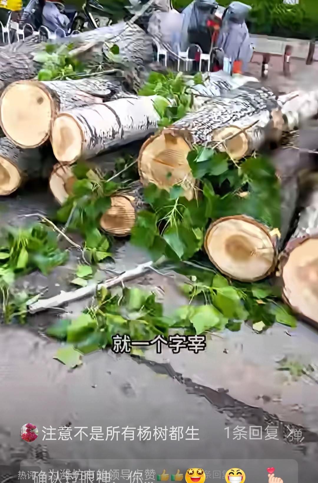 早晨醒来，打开手机第一眼看到了这个视频，潍坊市把街道上的杨树都伐了。必须点赞！鼓