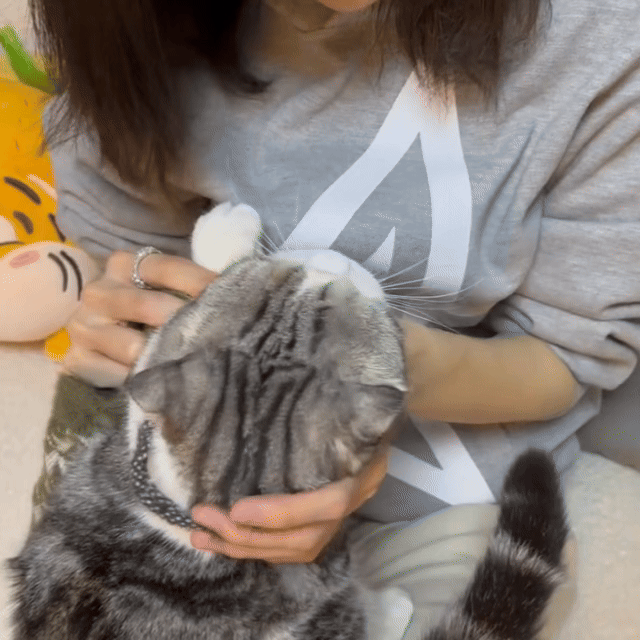 于文文好一个猫宝女于文文对待小猫咪也太有爱心了！穿衣服细心调整，还能温柔亲亲，这