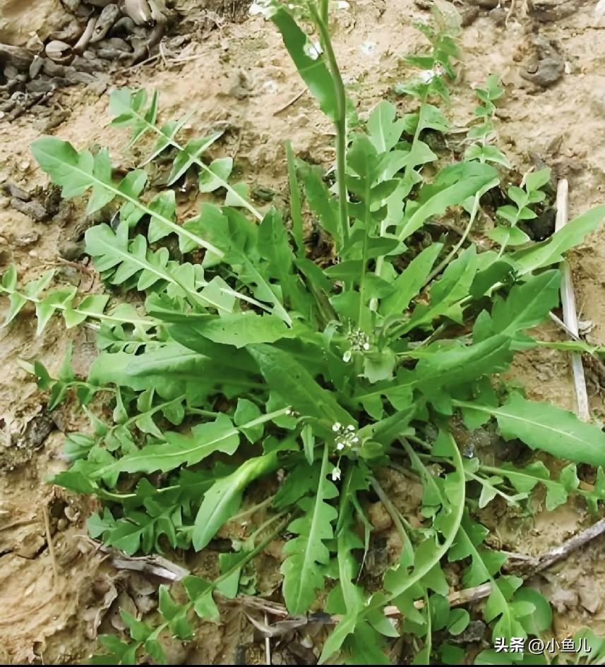 春天第一鲜，不是肉不是鱼，是它！
 
春风一吹，田埂边、菜地里，最不起眼的荠菜就
