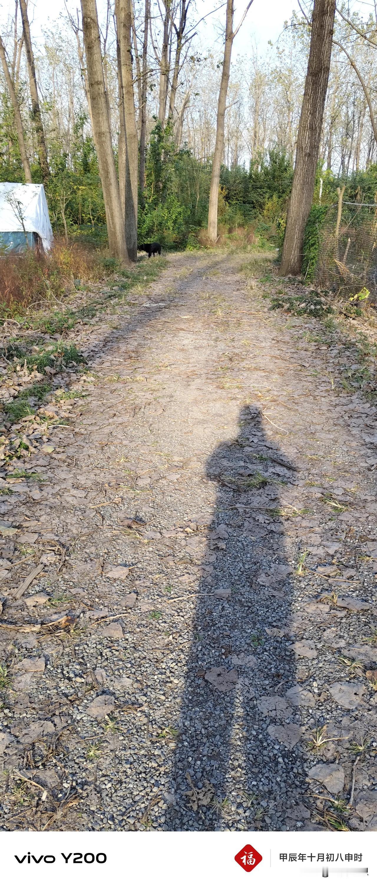 咋天去了江苏老人家住了一晚上，我听老人说：“这个江边的树林里还有野猪，当野猪来的