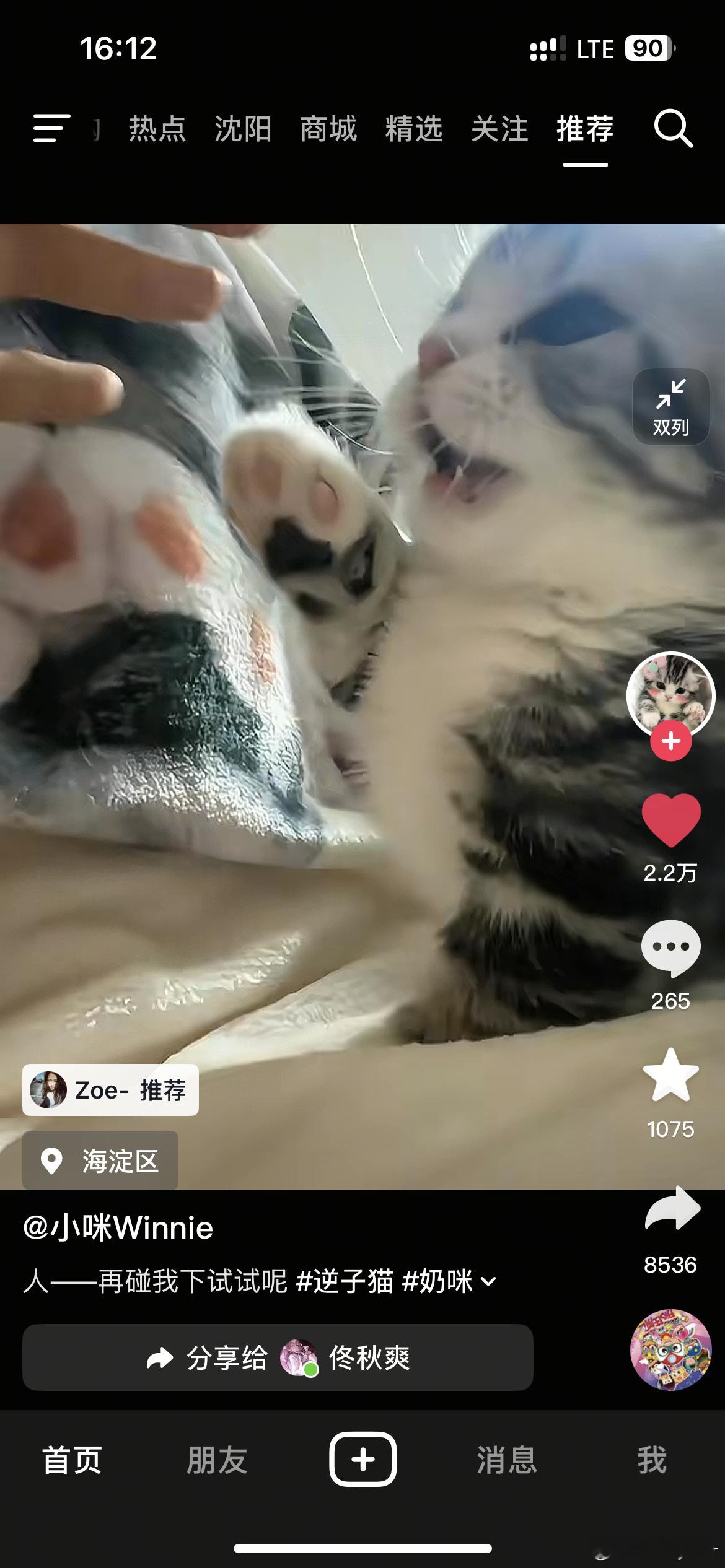 谁能莫名其妙送我一只起司矮脚猫🙏🙏🙏🙏 ​​​