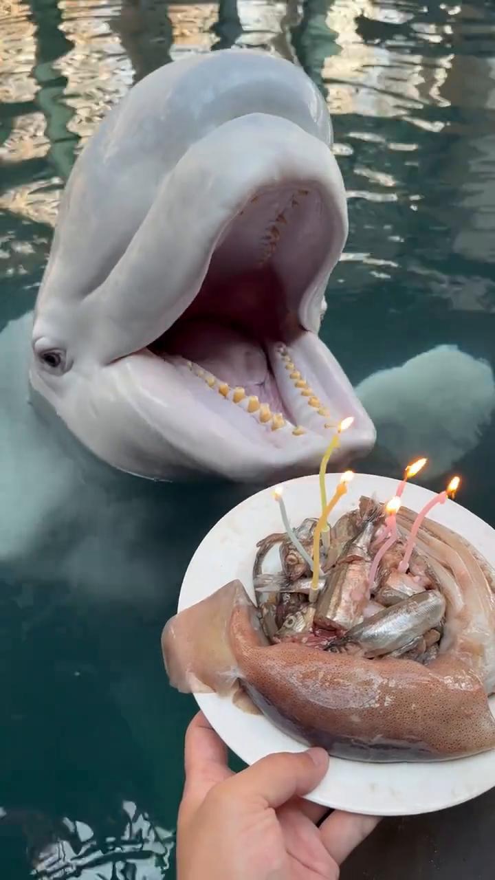 小九过生日了，小九生日快乐。小九，好催大叔吧。来催大叔，大叔，口水都吹上去了。