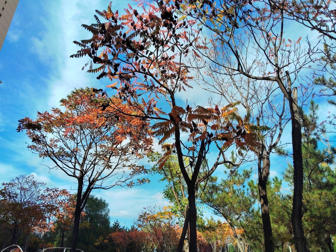 城中秋色

山中秋叶已落，城中秋色正浓。透过树缝，天高云淡，秋天的美，并不亚于秋