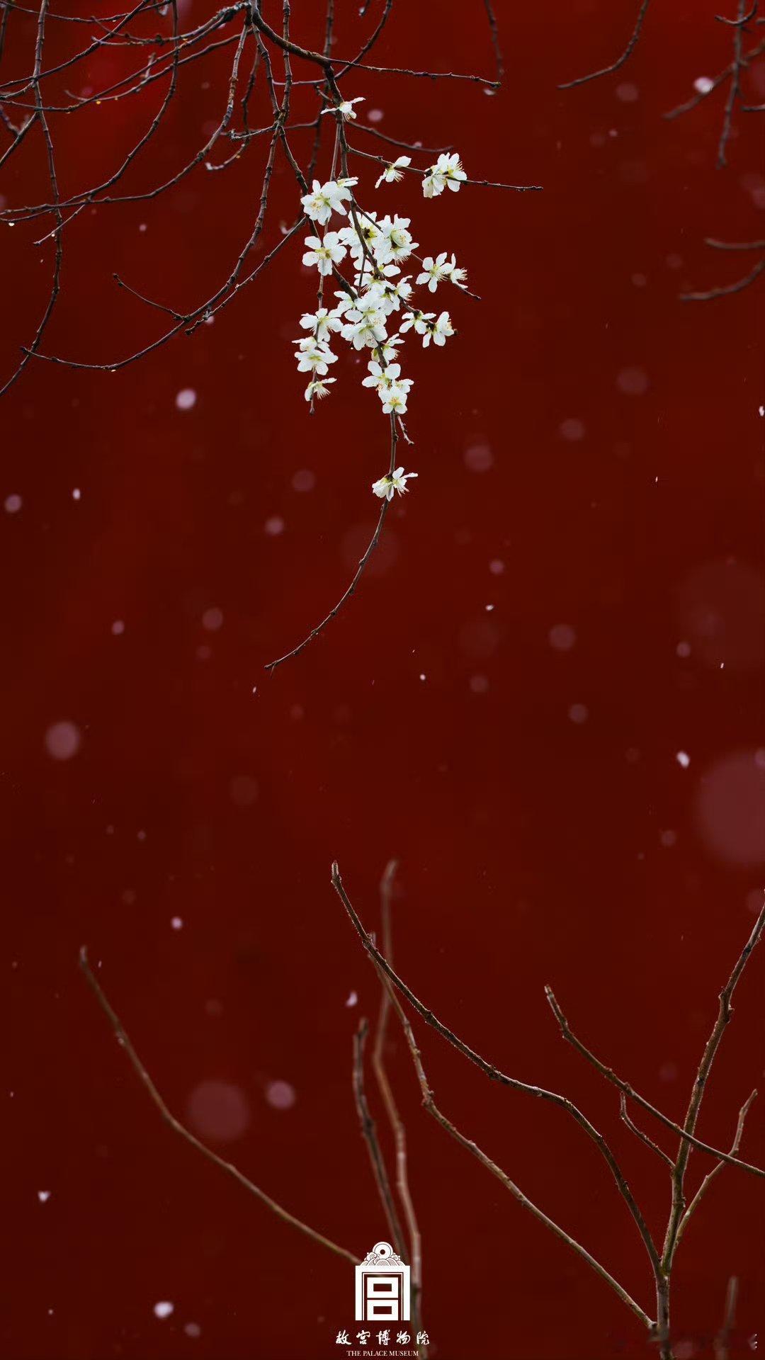 来了来了！故宫雪景大片[哇] 故宫春花雪景壁纸上新 极致的红墙白雪！（via:故