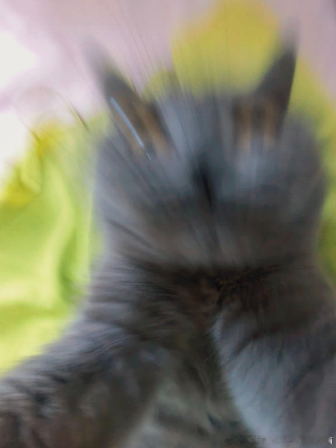 49468【丑猫】我难受 