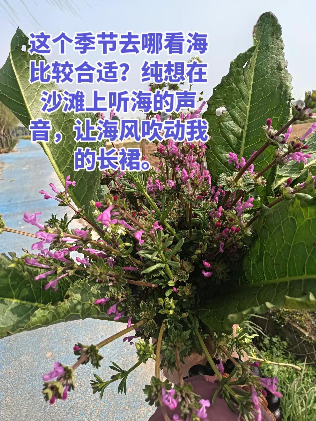 让风吹动我的心