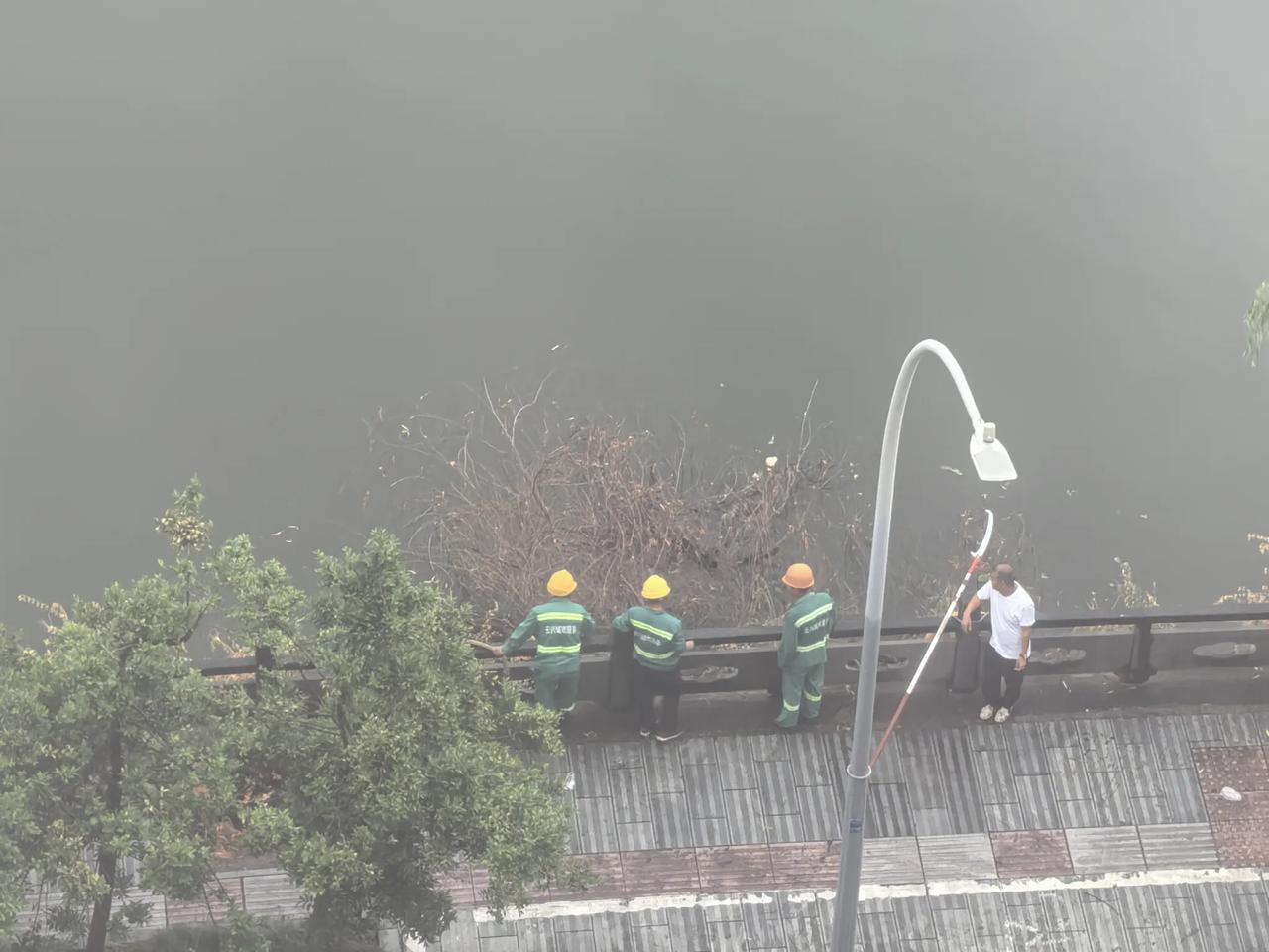 河边的柳树被台风刮倒了
      楼下河边多年柳树成荫，随风摆动，自成一景。