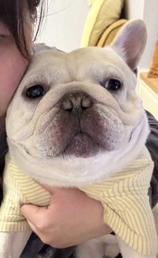 泪痕小狗看过来！！