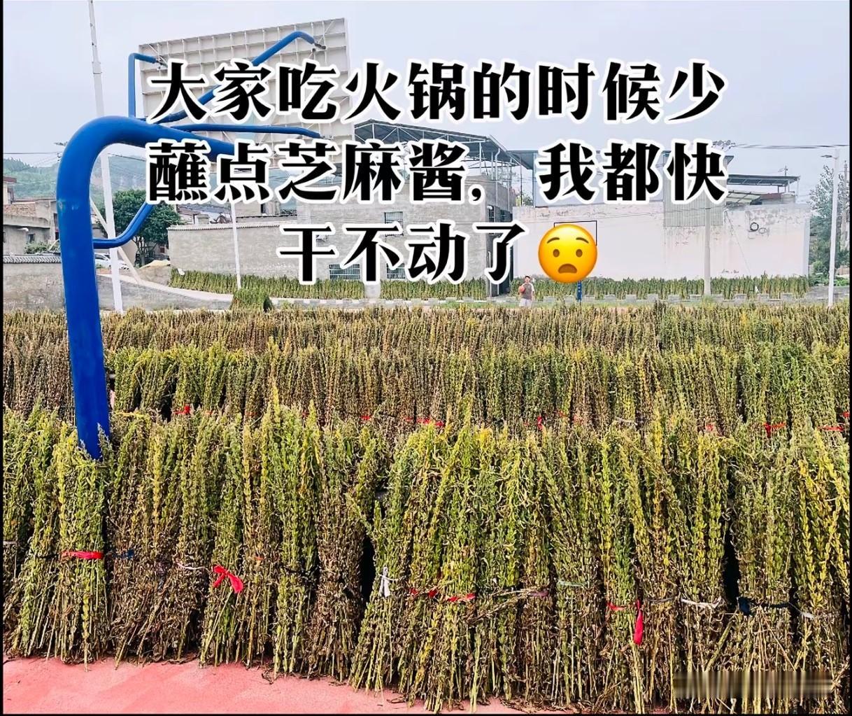 大家吃火锅的时候少蘸点芝麻酱，我都干不动了…