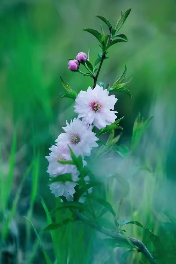 如果用铁做秤砣，没有任何条件达到亩产粮食万斤。