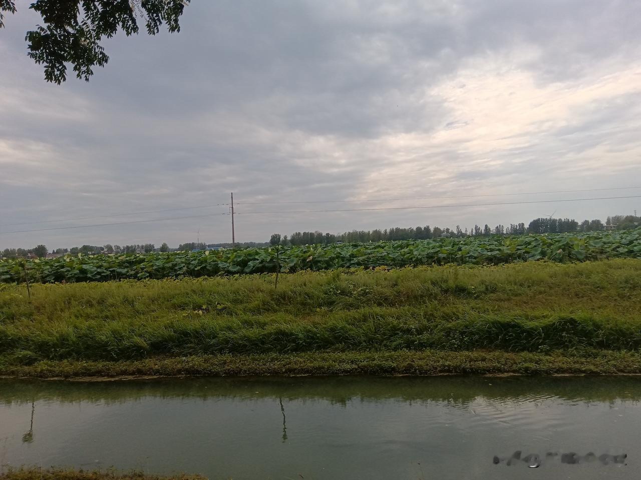 邓州田野发现几块稻田，绿油油的，正在抽穗，据说，比种小麦要好得多。
秋天来了，田