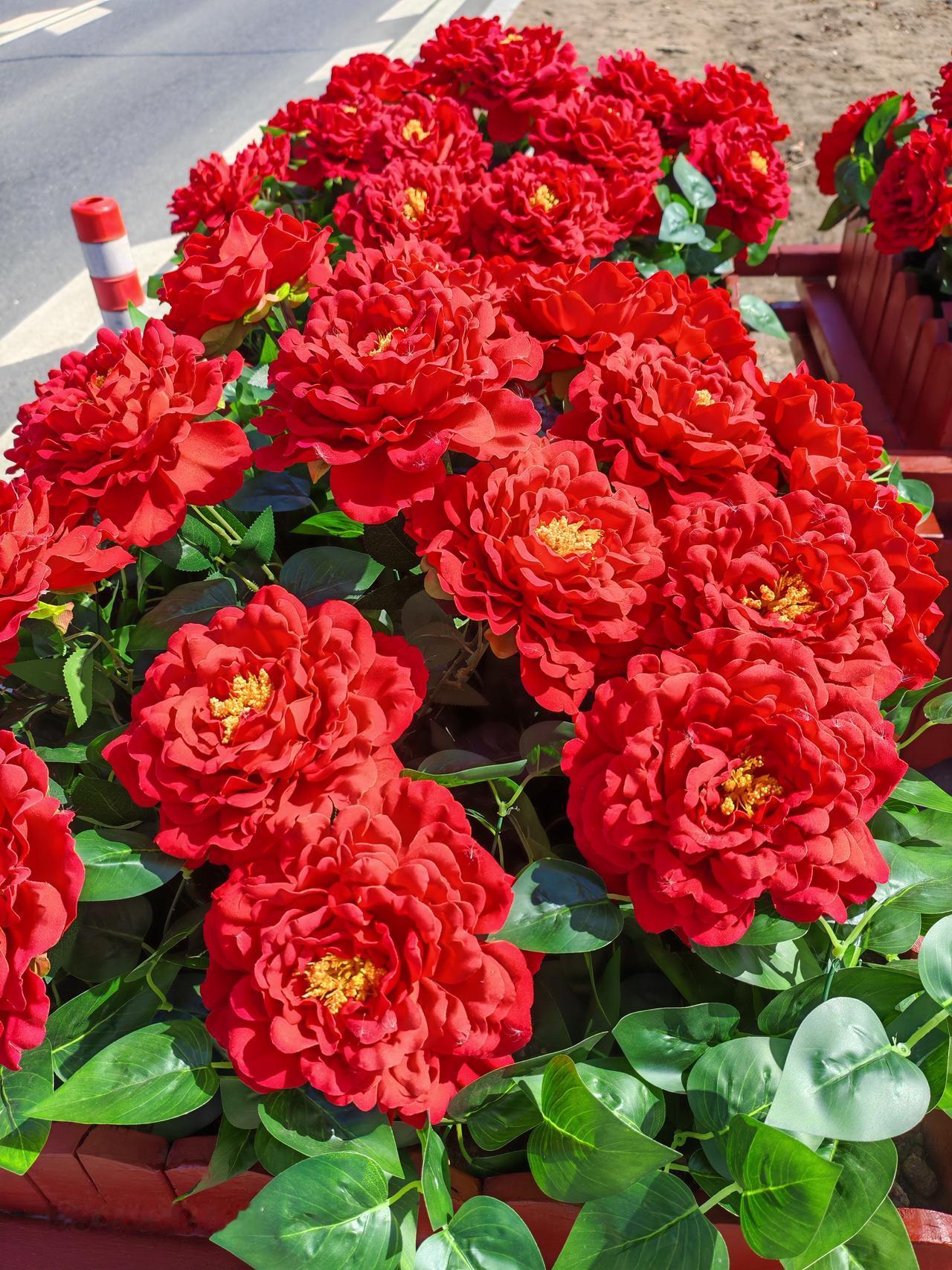 春天花会开，
快乐每一天。