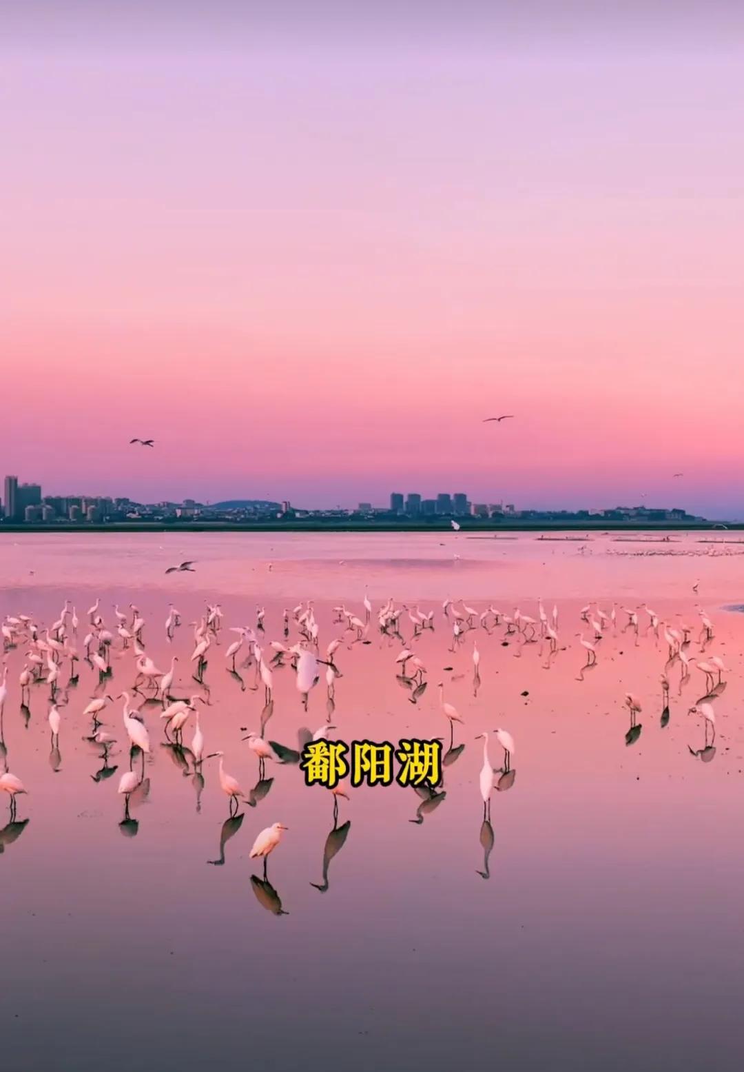 鄱阳湖现在正是看鸟的季节，黄昏时候，红霞铺湖，白鸥团聚，哪是一个怎样的景象？岂一