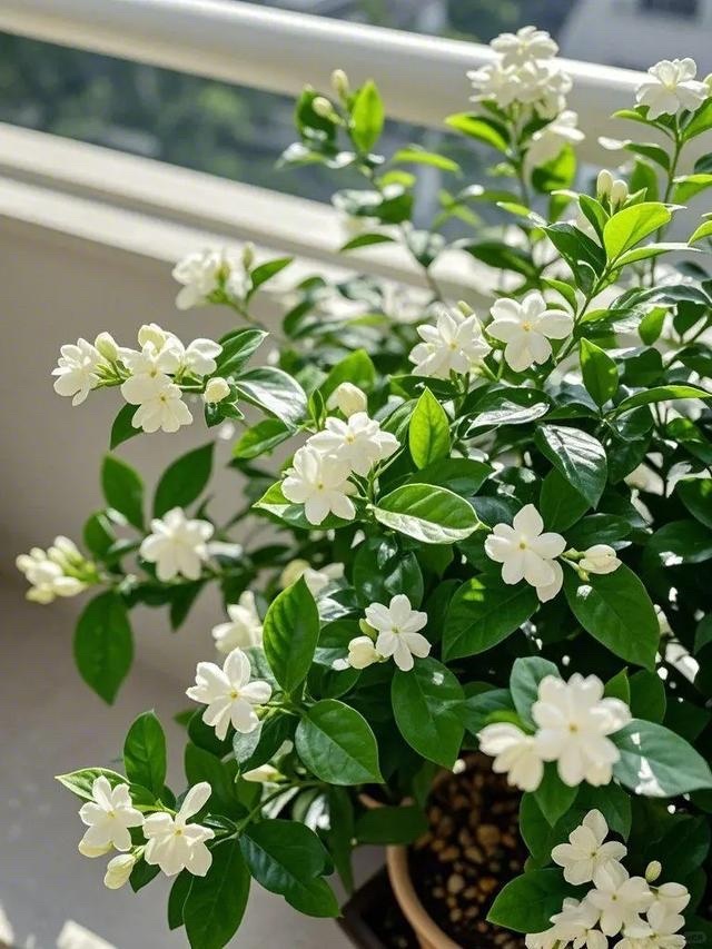 怡心戏对联  赠上联：昆仑天下客，下联：茉莉地头宾。茉莉：谐音：莫离。中华新韵