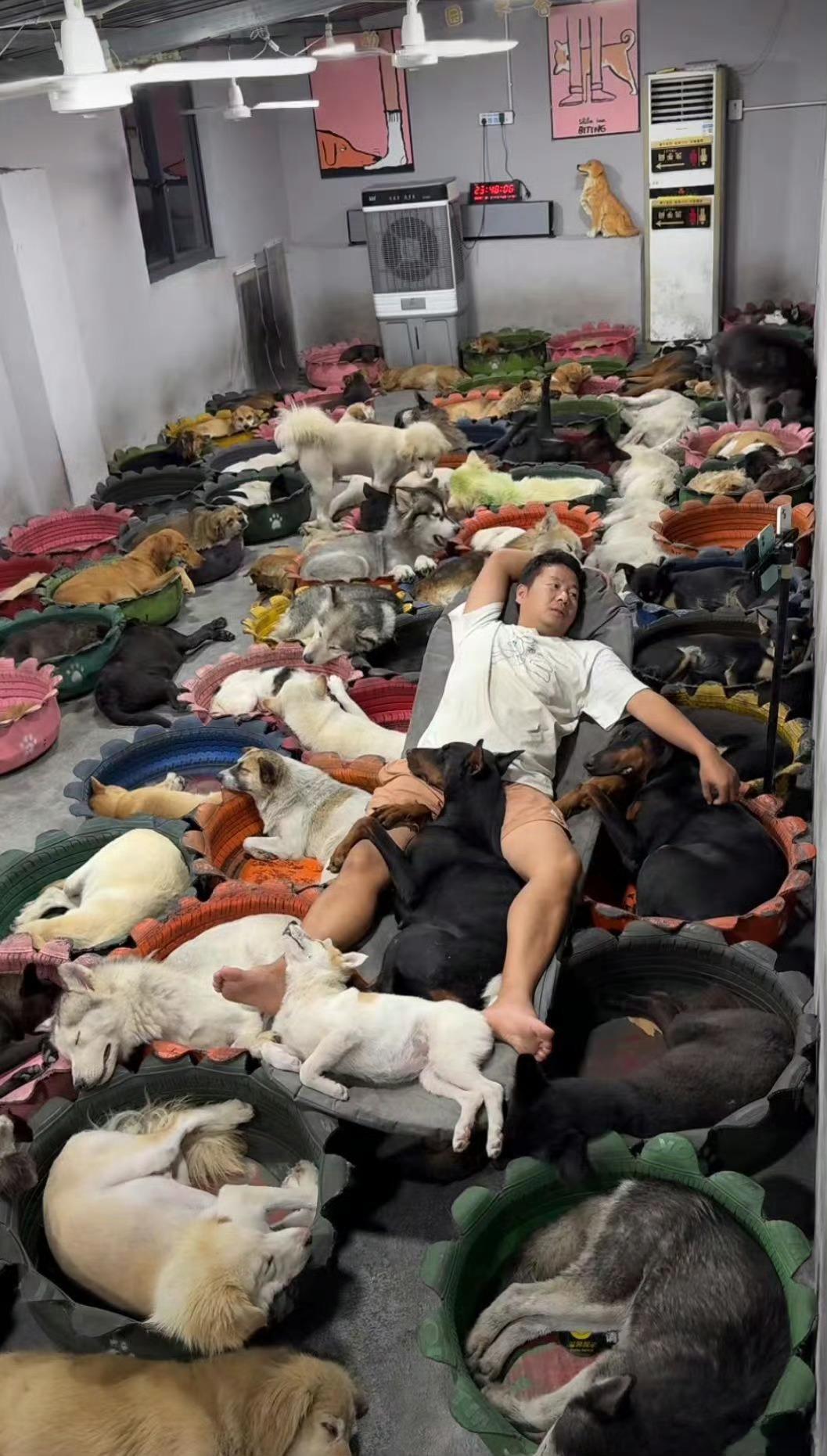 这图挺让人震惊的吧？跟这么多流浪猫狗在一起不怕吗？ ​​​