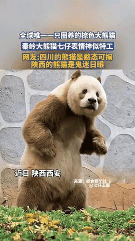 谁懂啊！
       秦岭这只“巧克力熊猫”才是真·反差顶流，颠覆我对国宝的所