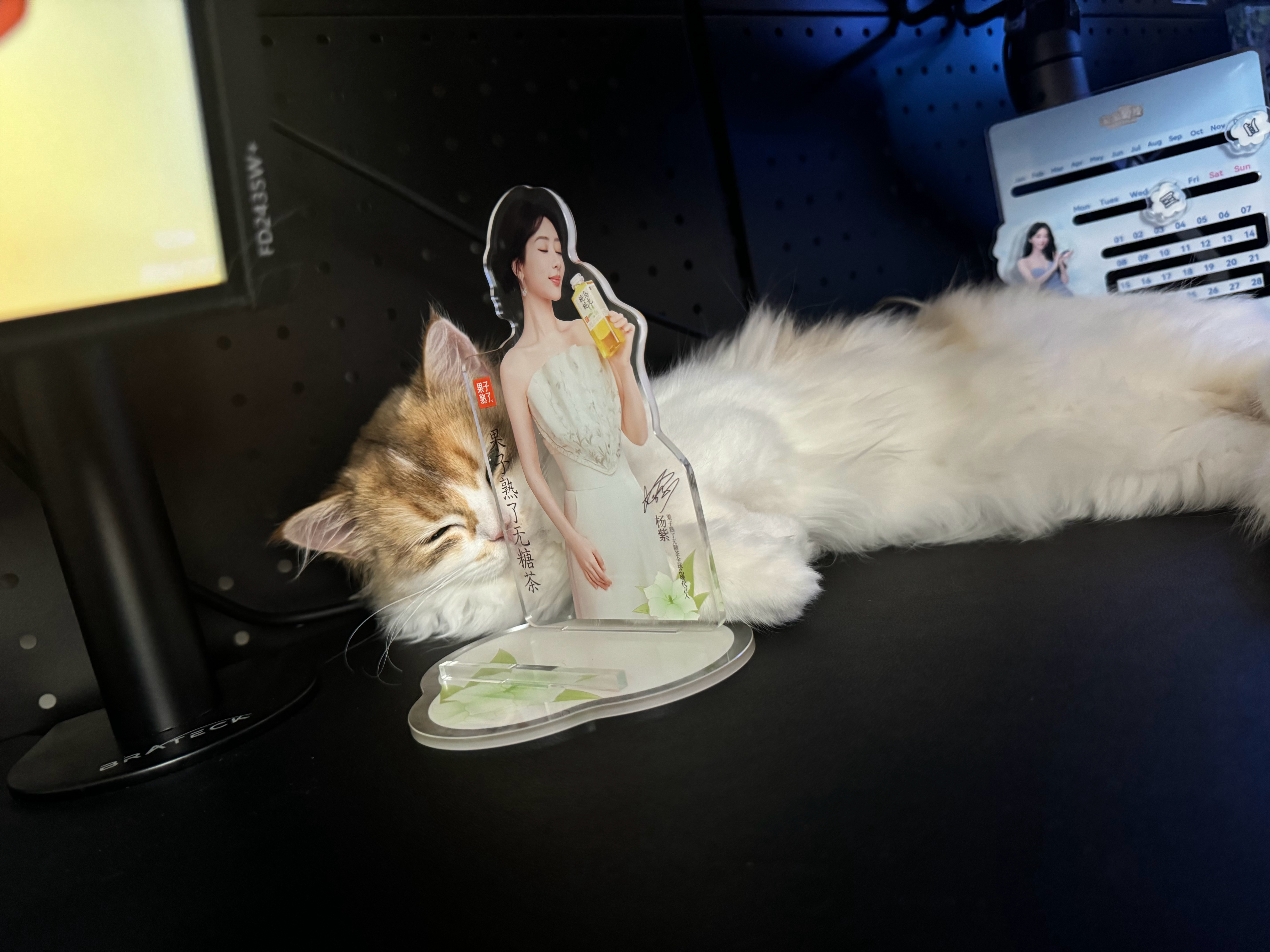 对 视后粉丝养的猫也是喜欢视后的