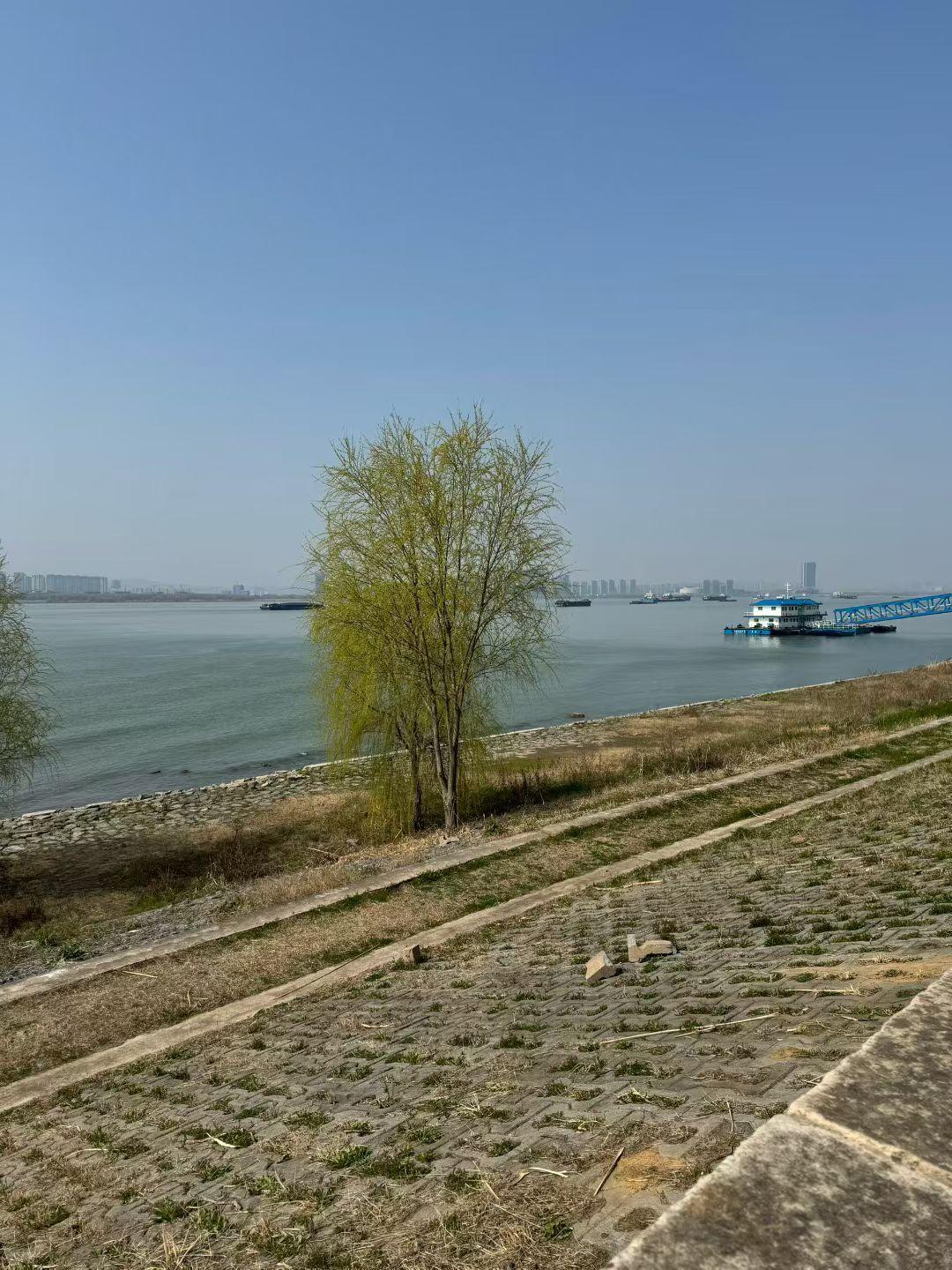 集卡领红包一江春水向东流，岸边新柳报春柔，晴空万里，心随景宽。