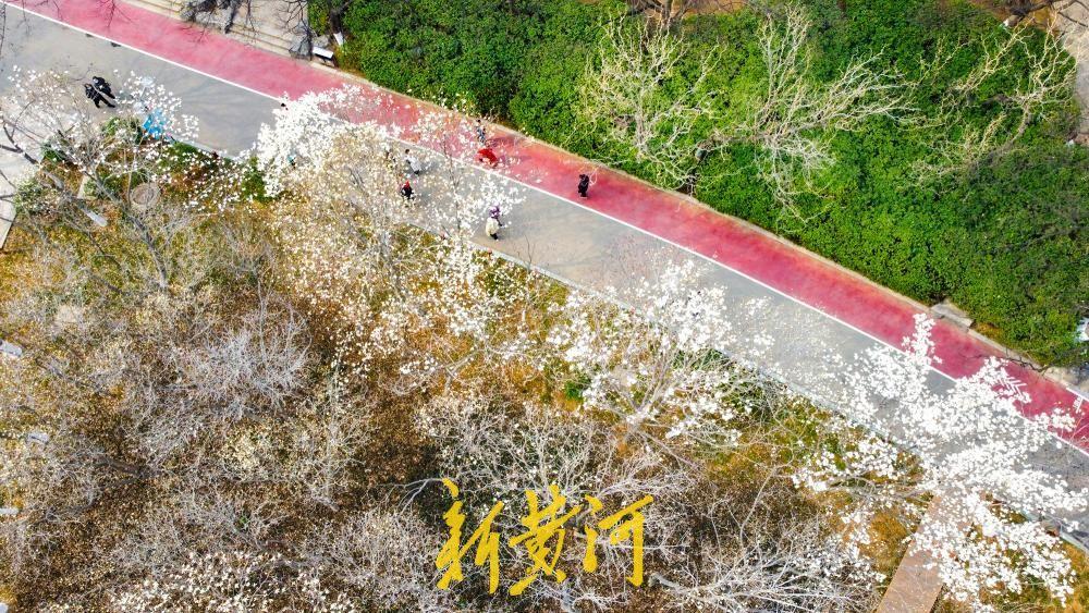 3月13日，随着气温持续回暖，泉城公园北门西南侧的大片玉兰花进入盛开期。从高空俯