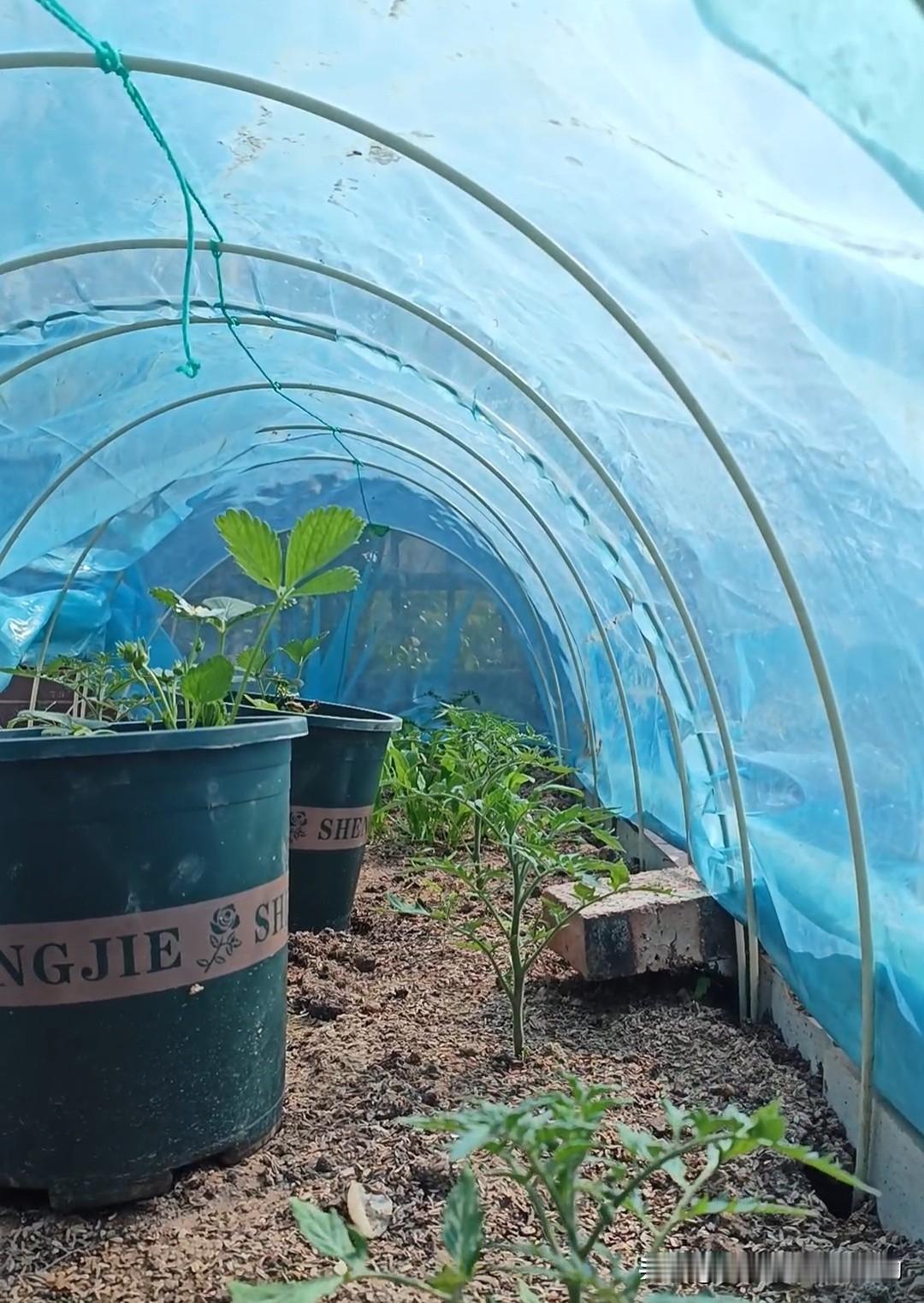 什么时候撤小拱棚?

天气渐热，小菜园小拱棚可不能乱拆，操作不当菜苗一晒就蔫、缓