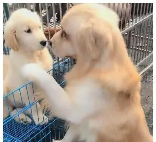 眼看孩子要被卖掉，金毛妈妈一个举动让人心酸，买家都不忍心了