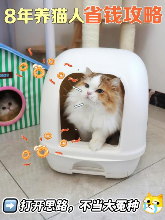 养猫11年的省钱秘诀:选对猫砂盆=省出罐罐钱